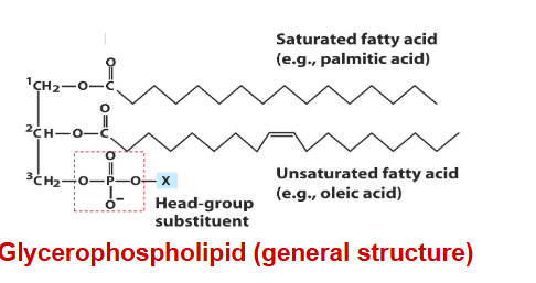 <p>primary constituents of cell membranes</p><p>differ from triacylglycerols in that only two of the hydroxyl groups of glycerol are esterified to fatty acids.</p><p>third hydroxyl group contains a phosphate group that is connected to a given “head group” via a phosphodiester bond</p>