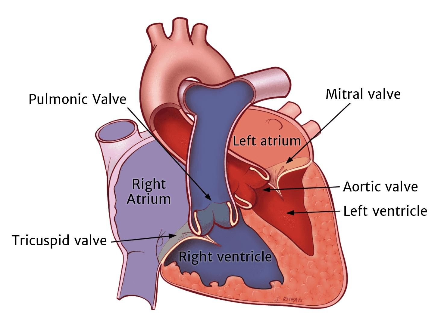 <p>Atria is the receiving chamber</p><p>Receives blood at low pressure, distributes it without generating pressure to ventricle</p><ul><li><p>Has thin muscular walls</p></li><li><p>Empties quickly to receive more</p></li></ul><p></p>
