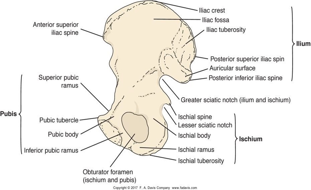 <p>greater sciatic notch - blood vessels and nerves</p><p>ischial tuberosity- <span>Primary point&nbsp;for&nbsp;contact with seating&nbsp;surface</span></p>