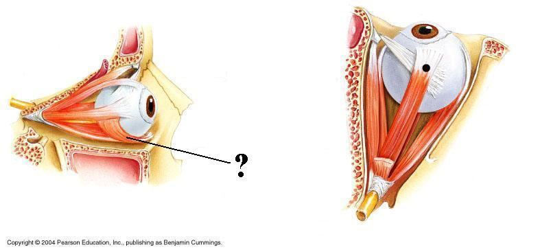 <p>Identify the indicated structure</p>