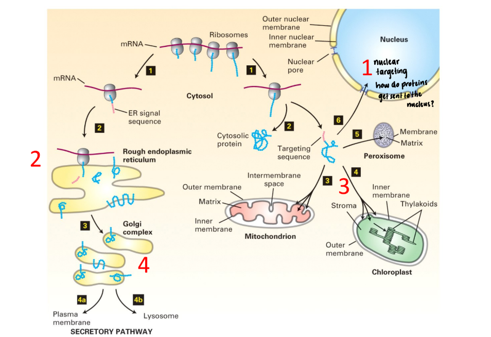 <ol><li><p>Protein synthesis @ cytosolic/free ribosomes </p><ol><li><p>Has targeting sequence (address)?</p><ol><li><p>NO → stays in cytosol</p></li><li><p>YES → guided to specific destination (Mitochondrion, nucleus, chloroplast, endoplasmic reticulum)</p></li></ol></li></ol></li><li><p>Main pathway = ER/Secretion</p><ol><li><p>HAS signal peptide (address) </p></li><li><p>Co-translational process</p><ol><li><p>Ribosome → ER WHILE protein synthesis occurs </p></li><li><p>Protein pushed through pore (translocator) into ER lumen</p></li></ol></li><li><p>Protein fold inside ER → vesicles → Golgi apparatus </p><ol><li><p>Golgi sorts protein to final destination (Plasma membrane/lysosome) </p></li></ol></li></ol></li></ol><p></p>