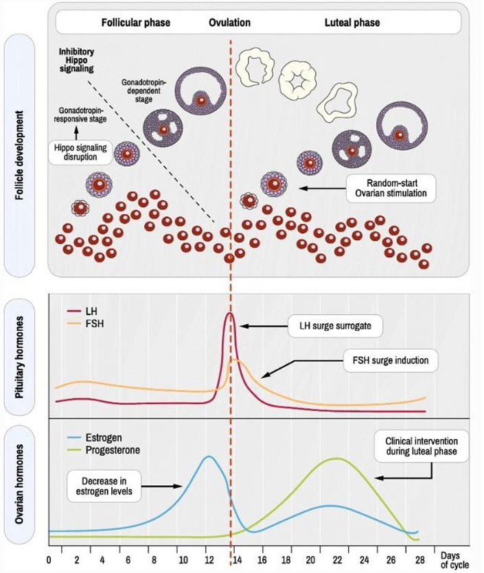 <ol><li><p>follicular phase</p><ul><li><p>many primodial follicules recruited &amp; some dvlp occur (b/c ovarian signalling)</p></li><li><p>follicles start making LH &amp; FSH receptors → dom follicule expressing MOST FSH selected to progress</p></li></ul></li><li><p>ovulation</p><ul><li><p>egg released from follicule</p></li><li><p>new recruitment of diff folicules start → bc ovarian stimulation</p></li><li><p>near ovulation = granulosa cells INC LH receptor &amp; lose FSH receptors</p></li></ul></li><li><p>luteal phase</p><ul><li><p>post ovlation = granulosa &amp; theca cells be corpus luteum</p><ul><li><p>THUS → only LH receptors</p></li><li><p>LH receptors control process cholesterol → progesterone sent in blood + some → estrodiol (help hypothalamic pitutitary gonatroppin axis)</p></li></ul></li><li><p>THEN → degrate into corpus albicans</p></li><li><p>new recruitment of diff folicules start → bc ovarian stimulatioin</p></li></ul></li></ol><div data-type="horizontalRule"><hr></div><p>ovarian hormones → make by follicle cells (granulosa + theca)</p><ul><li><p>estrogen made</p><ul><li><p>main (-) inhibt effect → DEC FSH &amp; LH</p></li><li><p>some (+) effect → INC estrogen enough signal release LH w 1 dom follicle selected</p></li></ul></li><li><p>progesterone INC post ovulation</p></li></ul><p></p>