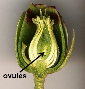 <p>Ovule</p>