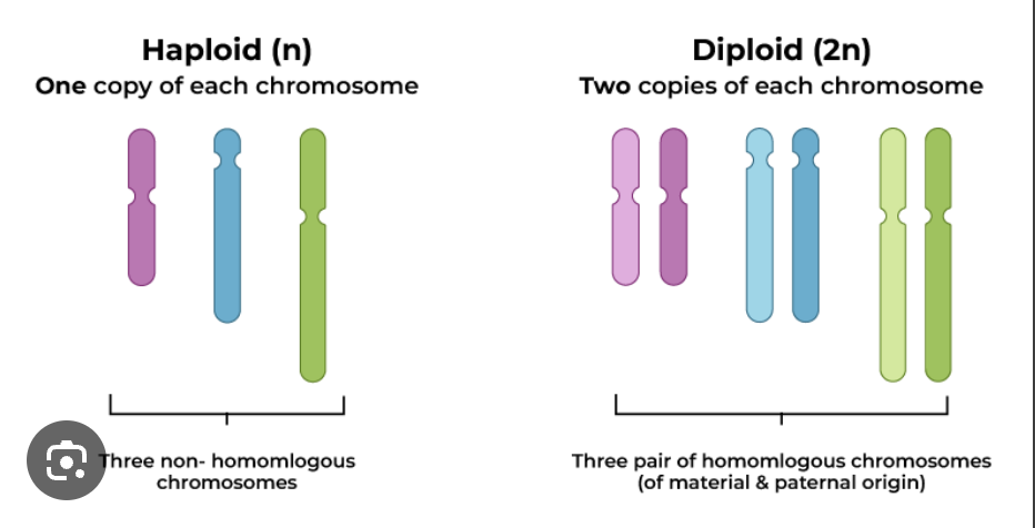 <p>Homologous pairs for every chromosome </p><p>2n</p>