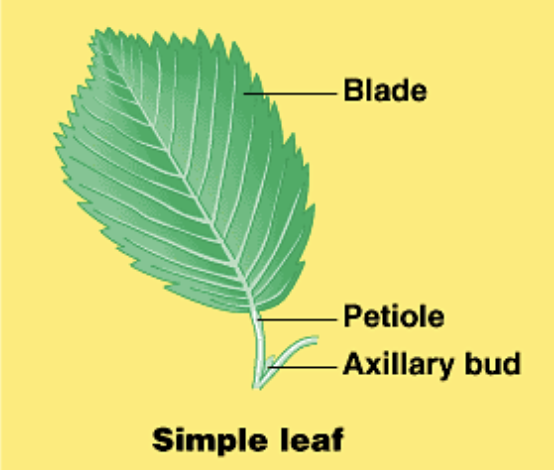 <p>Petiole (between leaf blade and stem, like a charger cord), Blade (the leaf itself), and the Axillary bud (shares a node with the petiole, like an embryonic shoot)</p>
