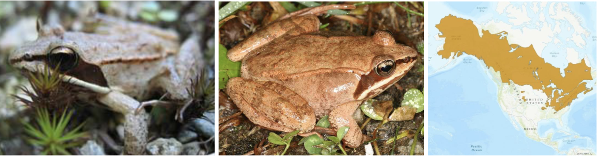 <ul><li><p><span style="background-color: transparent;"><strong>Habitat:</strong> </span><span>thickets, wet meadows, bogs, coniferous or deciduous forests</span></p></li><li><p><span style="background-color: transparent;"><strong>Diet:</strong> slugs, snails, beetles, moth larvae, etc.</span></p></li><li><p><span style="background-color: transparent;"><strong>Characteristics:</strong> smooth, wet, medium sized, tan/gray/brown/reddish-pink with </span><span>dark stripe mask that starts at nose and forms patch behind eye</span></p></li></ul><p></p>