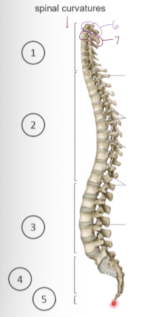 <p>what spinal curvature is associated with sacral</p>
