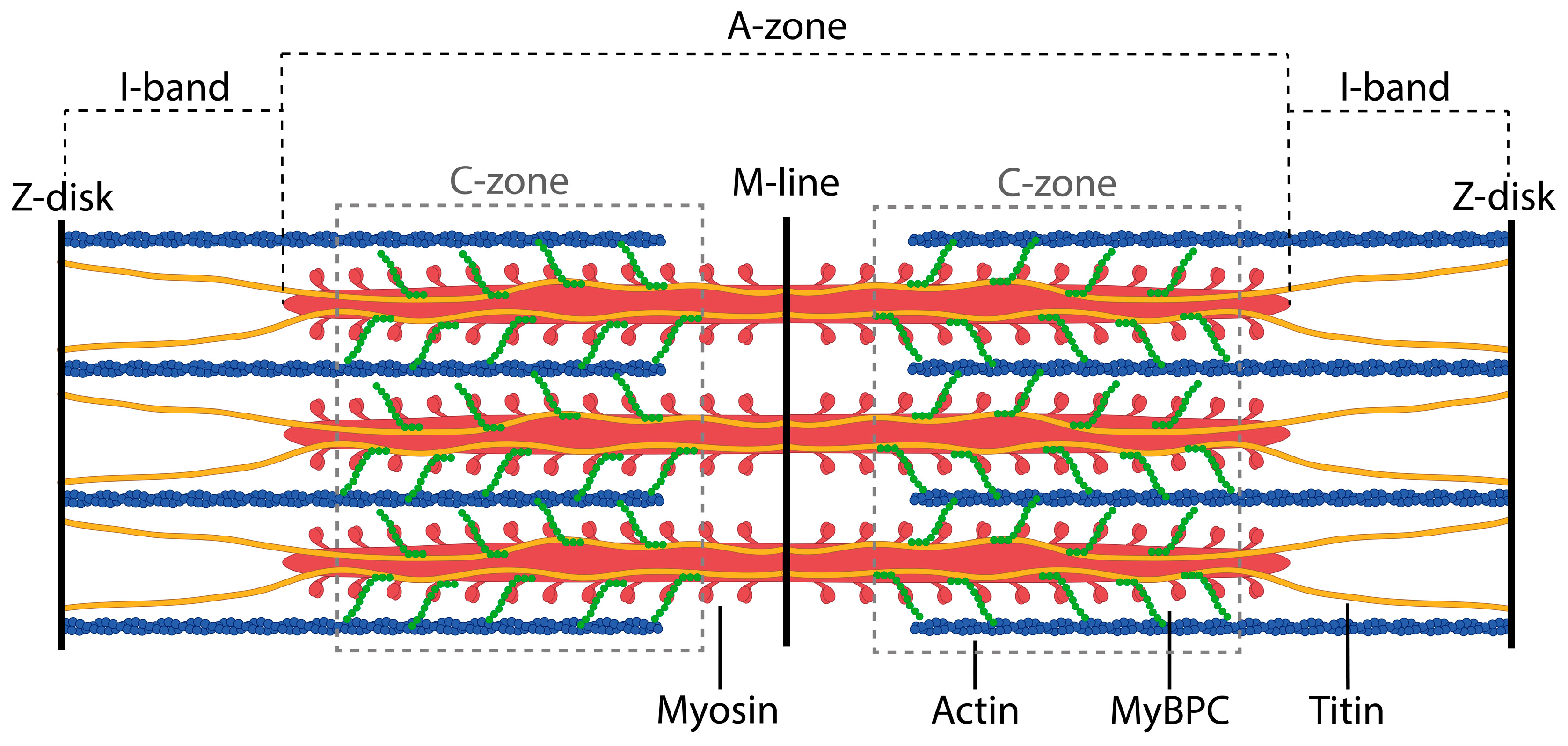<p>The elastic filament whose function is to connect myosin to the Z disc.</p>