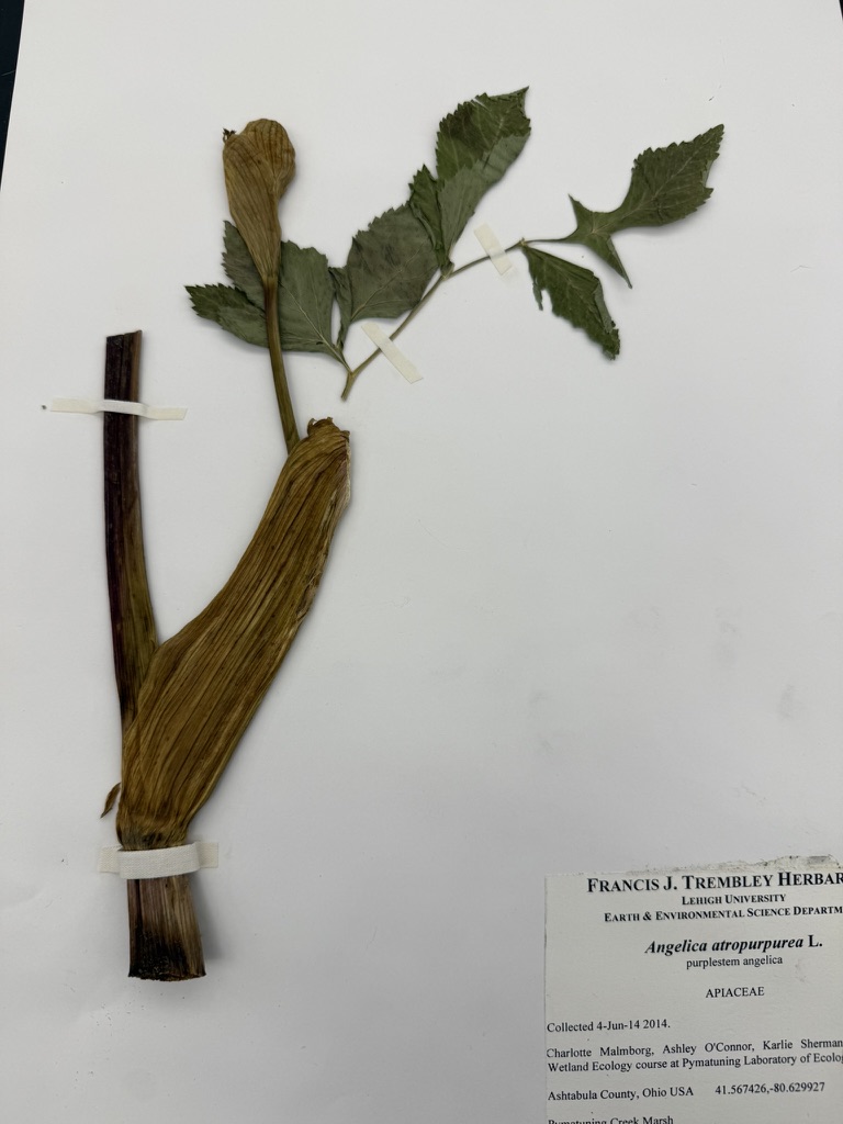 <p>Purplestem Angelica</p>