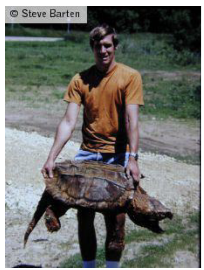<p>Snapping Turtles </p><p>2 gen, 6 sp </p><p>• North America to northwest South America</p><p>• Big, aquatic (freshwater or brackish), omnivorous</p><p>• Poor swimmers, walk on bottom</p><p>Chelydra serpentina - common snapping turtle </p><p>Macrochelys temminckii - Alligator snapping turtles (rare and endangered) (fish lure tongue)</p>