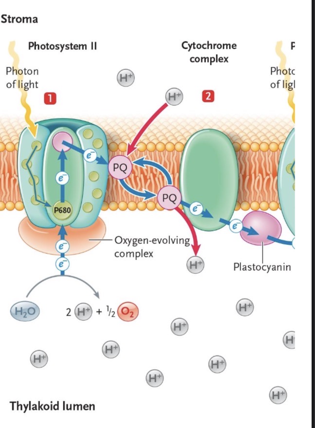 <ul><li><p>Oxidation of H2O for P680 electron regeneration</p></li><li><p>Reduction of PQ from oxidation of primary electron acceptor, which takes hydrogen from the stroma</p><ul><li><p>PQ reduces cyctochrome B6F, pulling the hydrogen off of the PQ and releases hydrogen into the thylakoid</p></li></ul></li></ul><p></p>