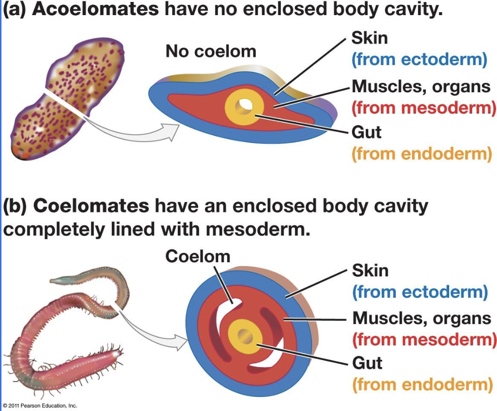 <ul><li><p>Acoelomates have no fluid filled enclosed body cavity</p></li><li><p>Coelomates have a fluid filled enclosed body cavity completely lines with mesoderm</p></li><li><p>Pseudocoelomates are only partially lined mesodermally so its just one fluid filled body cavity</p></li></ul><p></p>