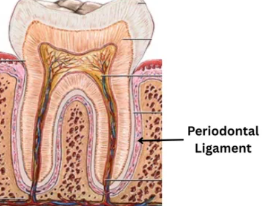 <p>Thin fibers connecting tooth to bone</p>