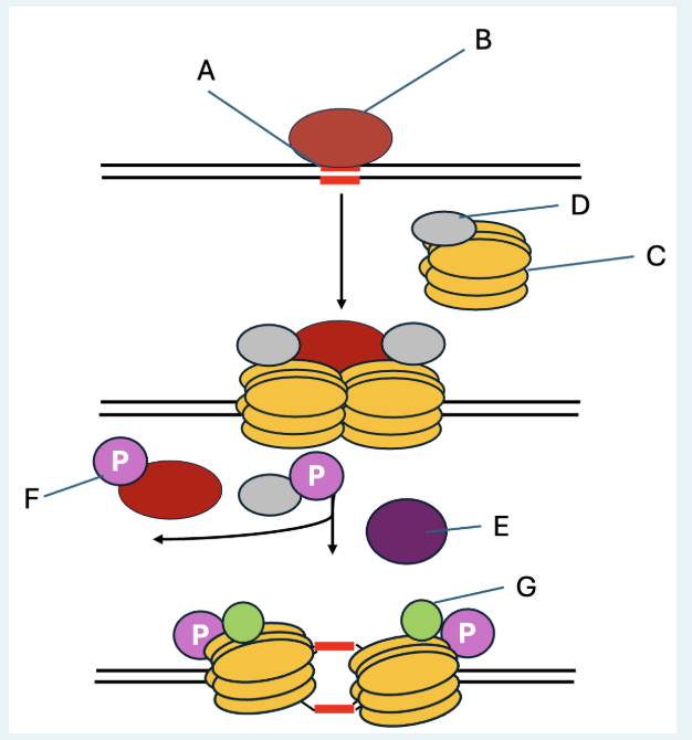 <p>what is labeled at A?</p>