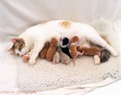 <p>la gata</p>