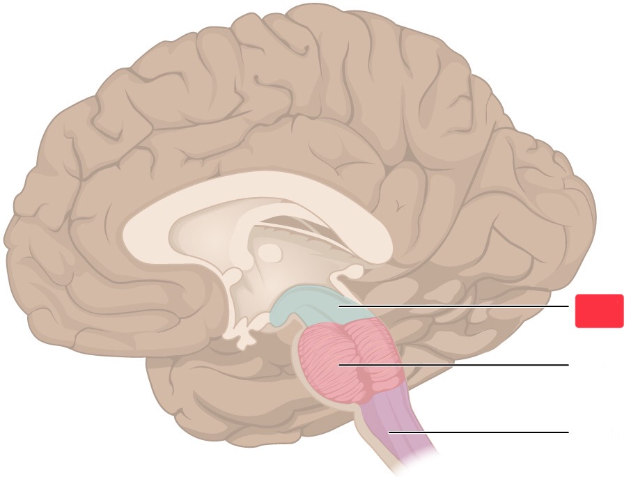 <p>part of the brain stem</p><p>above the pons, coordinate eye movement, pupil size, and lens shape</p><p>contains ascending tracts from spinal cord → cerebrum</p><p>descending tracts from cerebrum → spinal cord of cerebellum</p>