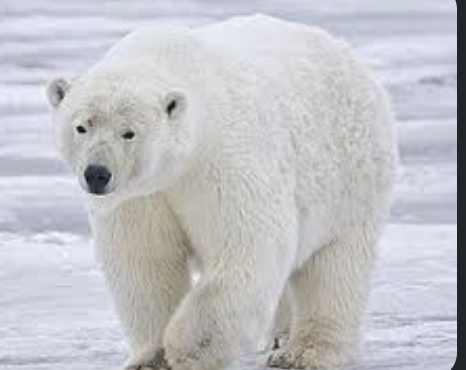 <p>Qu’est ce qui va se passer pour les animaux comme l’ours polaire si la température monte? Est ce que cela te rend triste ou en colère? </p>
