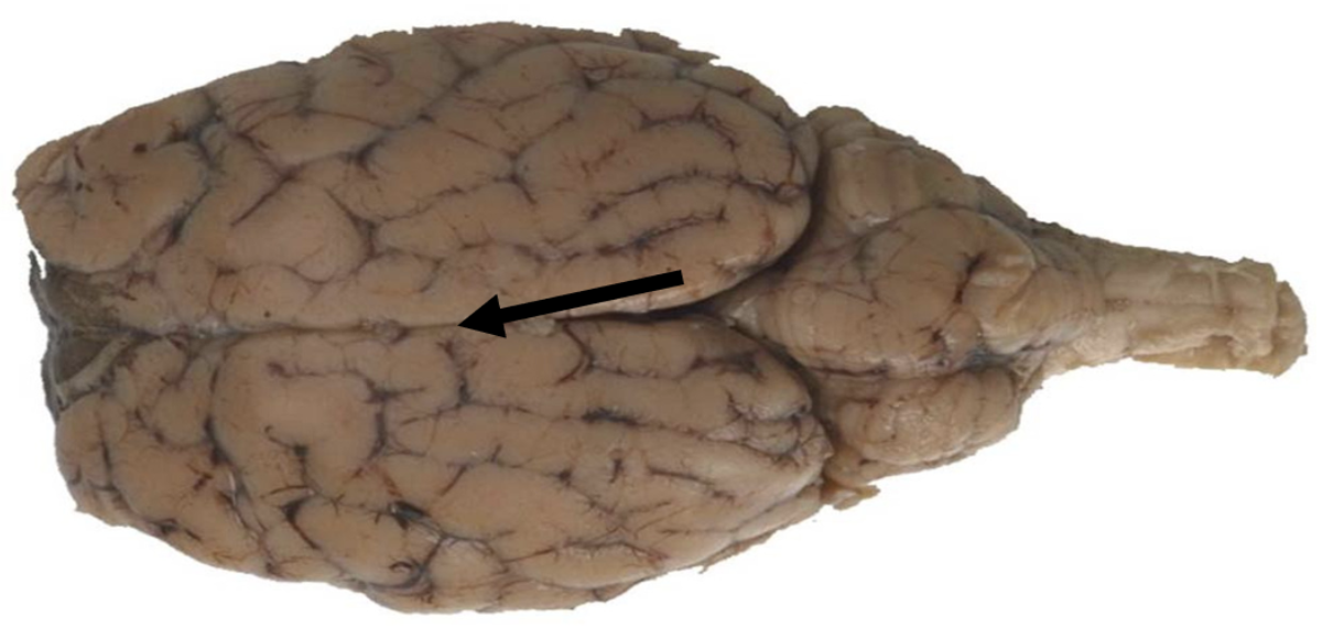 <p>Identify the structure indicated by the pointer.</p>