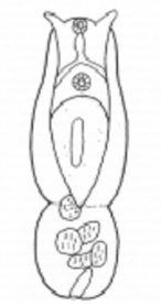 <p>What trematode body shape is this?</p>