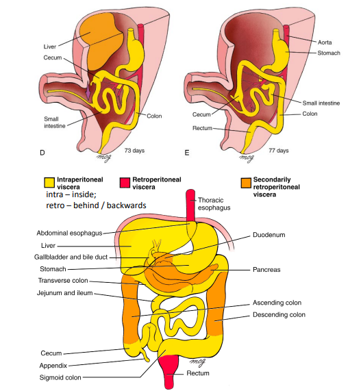<ol><li><p>After the large intestine returns to the abdominal cavity, it continues to lengthen &amp; cecum moves in a caudal direction</p></li><li><p>The dorsal mesenteries of the ascending and descending colon shorten and fold. This causes: ascending &amp; descending colon to press against the dorsal body wall and they start to adhere to the dorsal body wall and their mesentery gradually disappears due to zygosis</p></li><li><p>Ascending &amp; descending colon = secondarily retroperitoneal</p></li><li><p>Transverse &amp; sigmoid colon remain intraperitoneal (suspended by mesentery)</p></li></ol><p></p>