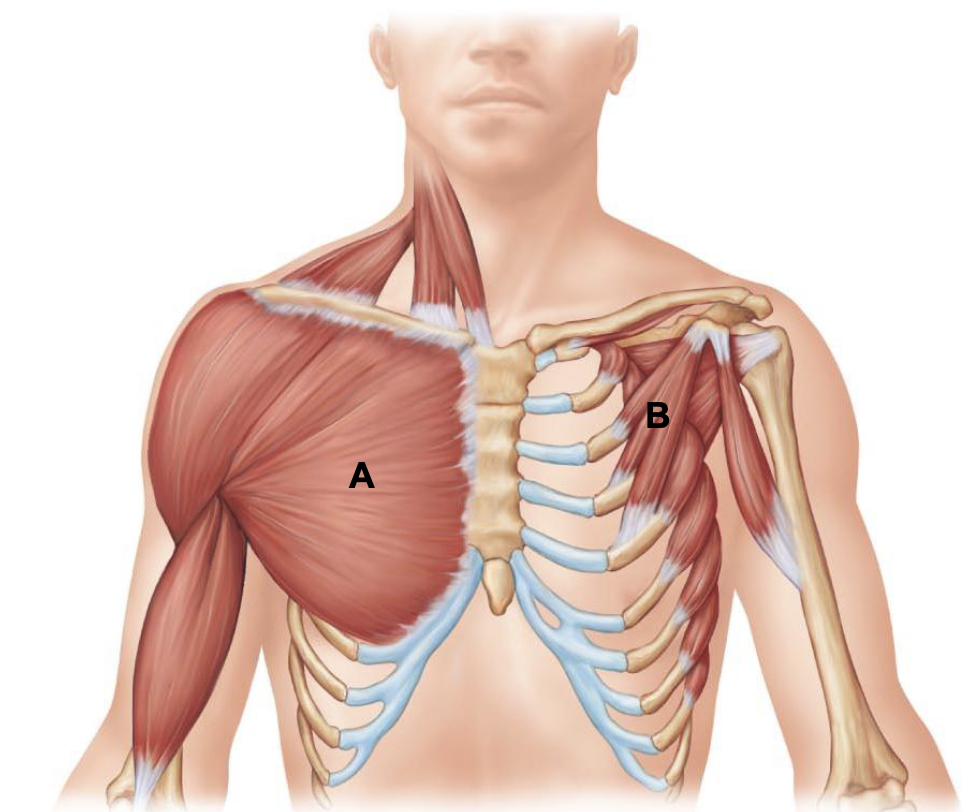 <p>A</p>