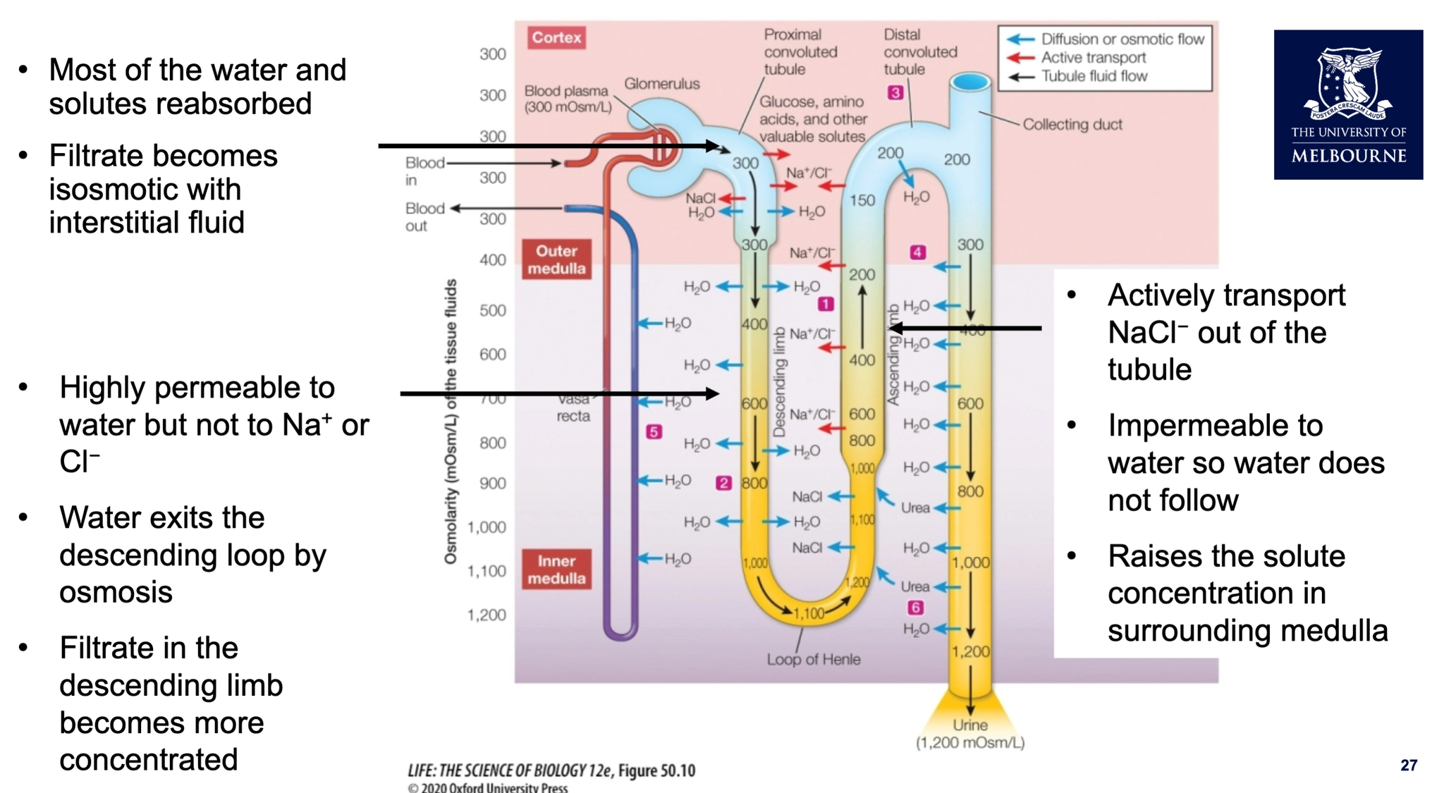 <ol><li><p>filtration is occurring in the glomerulus, we filter our blood</p></li></ol><p>• Most of the water and solutes reabsorbed<br>• Filtrate becomes isosmotic with interstitial fluid (<strong>same total solute concentration)</strong></p><ol start="2"><li><p>the fluid is coming down from the glomerulus  encounters area of the medulla where theres high osmolarity. </p></li></ol><p>• Highly permeable to water but not to Na+ or Cl−<br>• Water exits the descending loop by osmosis<br>• Filtrate in the descending limb becomes more concentrated</p><ol start="3"><li><p>at the thick ascending limb of loop of henle, the thick part actively transports sodium chloride (NaCl-) out of the tubule<br>• Impermeable to water so water does not follow/come out<br>• Raises the solute concentration in surrounding medulla → very high in osmolarity </p></li><li><p><span style="background-color: rgba(0, 100, 45, 0.09);">Renal fluid moving down the collecting duct becomes highly concentrated as water is drawn out due to the high concentration gradient in the interstitial fluid of the medulla (as more salty outside)</span></p></li><li><p>Urea is the major solute in the collecting duct (most other solutes have been removed) </p></li></ol><ul><li><p>Some urea leaks out of the renal fluid adding to increased osmotic concentration in renal medulla</p></li><li><p>Urea diffuses back into ascending limb and returned to the collecting duct</p></li></ul><p></p>