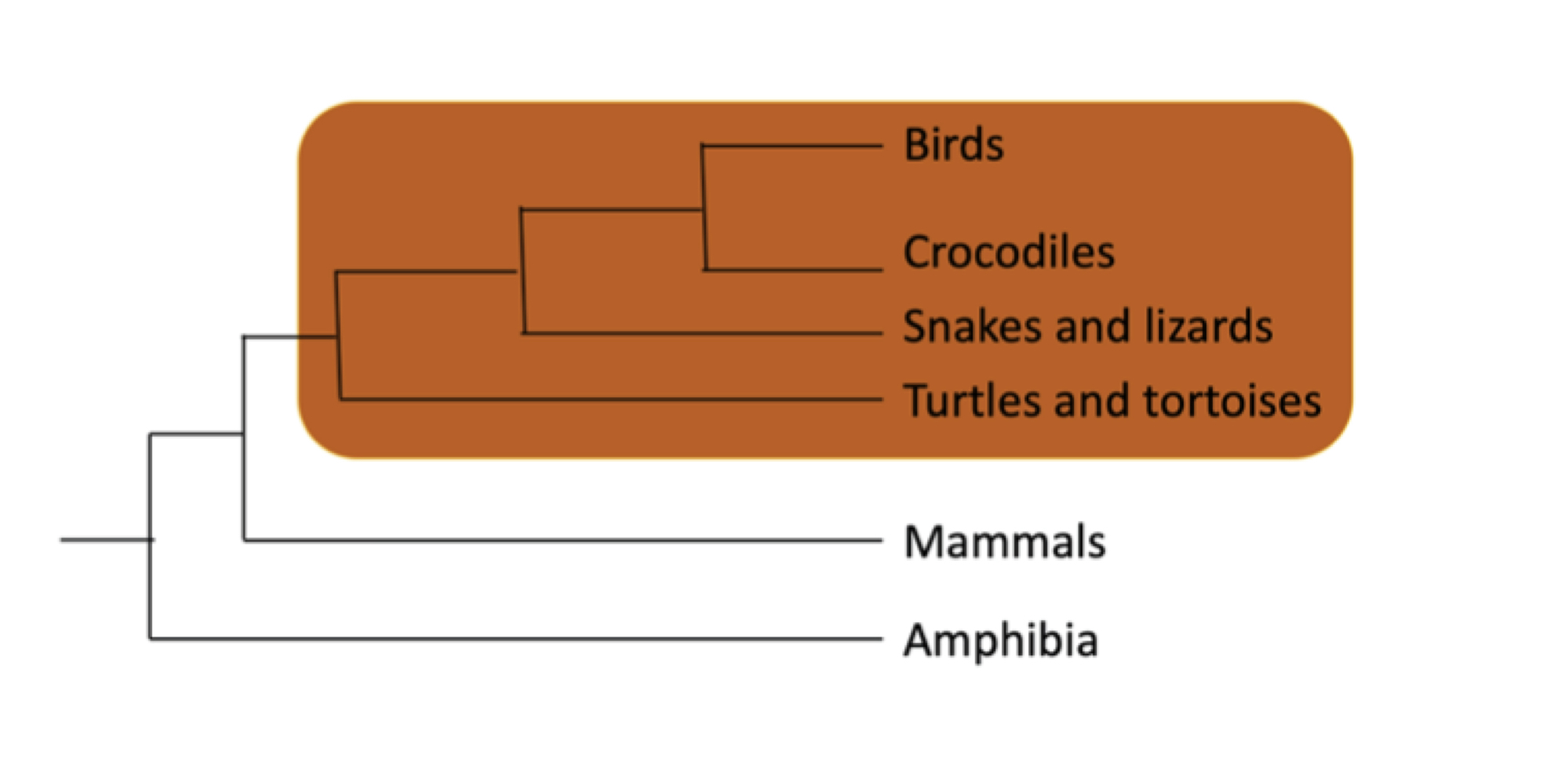 <p>consists of a node and all of its descendants, aka a “clade”. Clade is also used to describe the entire group (i.e. including those not on the tree in question, and including the common ancestor)</p>