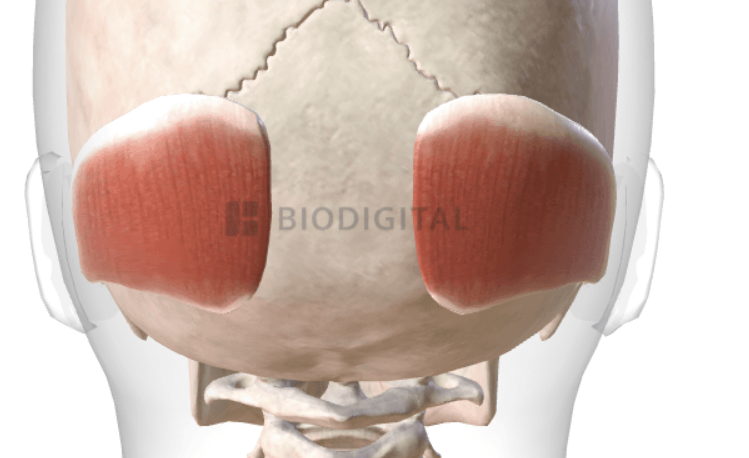 <p>a thin and quadrilateral muscle that covers parts of the skull and moves the scalp back</p>