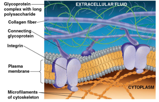 <ul><li><p>Matrix of glycoproteins outside of the plasma membrane </p></li><li><p>Most abundant glycoprotein is collagen</p><ul><li><p>Collagen fibers are embedded in a network of small glycoproteins and polysaccharides</p></li></ul></li><li><p>Bound to the plasma membrane by proteins called <strong>integrins</strong></p></li></ul><p></p>