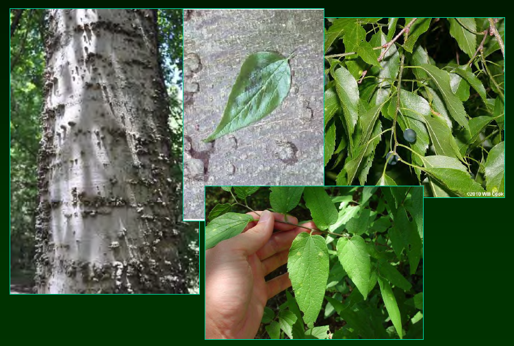 <p>•</p><p>Cannabaceae</p><p>•</p><p>Bottomland forest / calcareous soils</p><p>•</p><p>Key Characters:</p><p>•</p><p>Warty bark</p><p>•</p><p>Acuminate leaves</p><p>•</p><p>Serrate margins</p><p>•</p><p>Purple fruits</p>