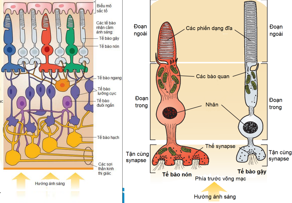 <p>Các tế bào thị giác sẽ nằm ở sát lớp biểu mô sắc tố,phía trước là lớp các tế bào phụ trợ</p><p>Riêng tế bào thị giác chia làm 3 phần:</p><p>-Đoạn ngoài:gồm đĩa sắc tố(các phiến dạng đĩa) nằm sát biểu mô sắc tố</p><p>-Đoạn trong:gồm các bào quan và nhân</p><p>-Đoạn tận cùng synapse</p><p>Ánh sáng sẽ phải đi xuyên qua nhiều lớp để đến đĩa sắc tố, các lớp này ít cản quang nên ảnh hưởng ít</p>