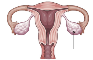 <p><span>Which hormones are produced here?&nbsp;</span></p>