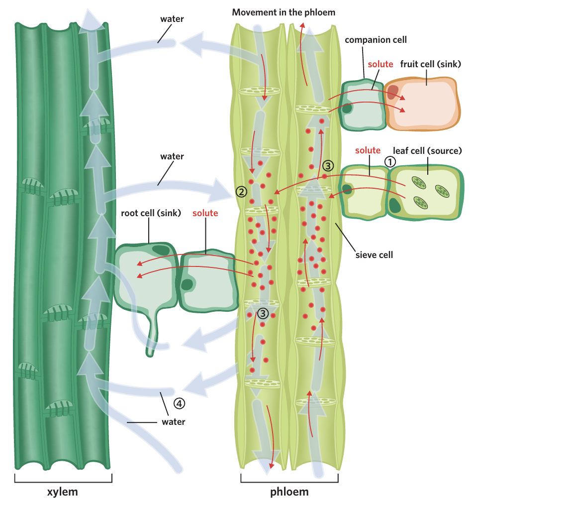 <p>what happens in the second step of the translocation of glucose?</p><p></p>