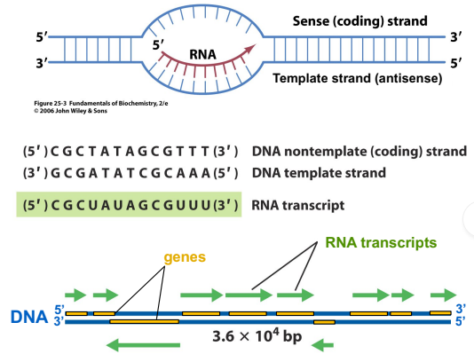 <p>The ssRNA “transcript” produced by transcription is complementary to the template strand, and shares the same nucleotide sequence as the coding strand, with the exception of having U in place of T. As with DNA synthesis, RNA synthesis occurs in the 5’→3’ direction.</p>
