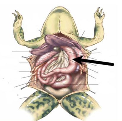 <p>which structure is indicated by the arrow</p>