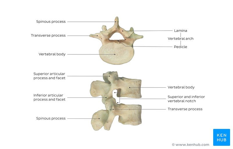 <p>Vertebral Notch (l/r)</p>
