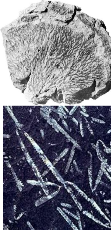<p>Cambrian - Pennsylvanian (541-299) + 2 living genera (recent)</p><p>Colonial</p><p>Benthic and planktonic</p><p>No mineralized hardparts = Composition is debatable; Chitin, collagen, varying composition; Most commonly found carbonized (black carbonized film)</p><p>Rabdosome = graptolite colony</p><p>Sicula = basal individual from which colony develops</p><p>Stipe = “branch” emerging from sicula</p><p>Zooid = individual graptolite “animal” situated along stipe, Joined together by central canal, Feeding structure similar to lophophore</p><p>Theca = “cups” holding zooid with an aperture for zooid to emerge</p><p>Nema = thread like attachment structure</p><p>Aperture = the opening of the theca that the zooid emerges</p>