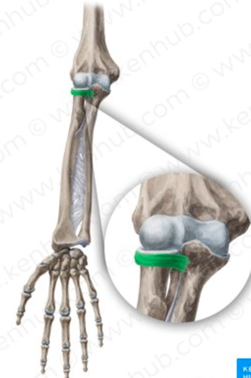 <p><span>Proximal Radioulnar Joint; DOF, Planes, Type</span></p>