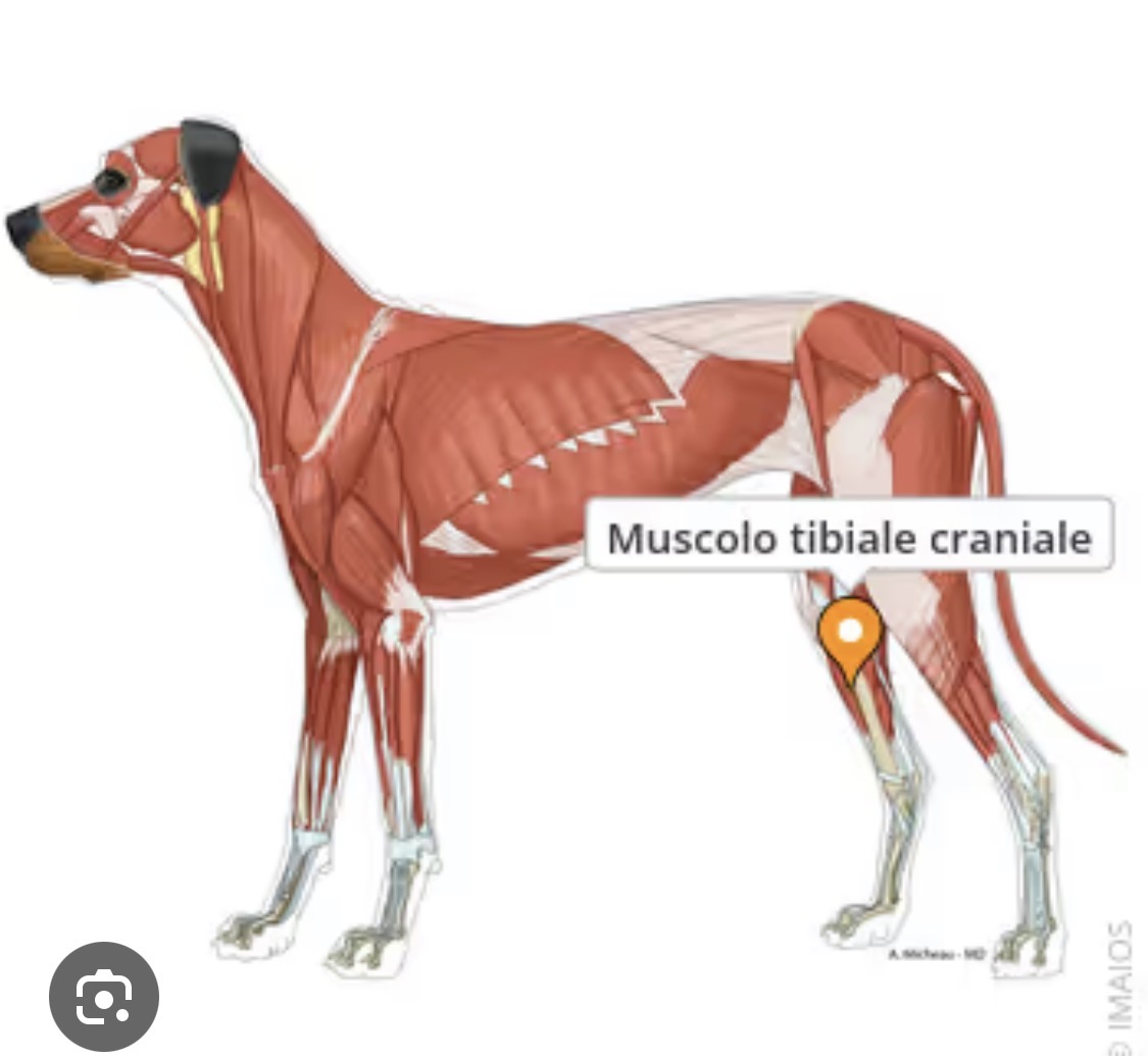 <p>Tibiale craniale</p>