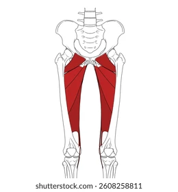 <p>Name the primary Hip ADDuctors</p>