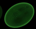 <p>bright ring around the outside of the nucleus</p>
