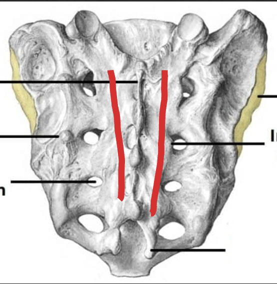 <p>Sacrum: What is the Red?</p>