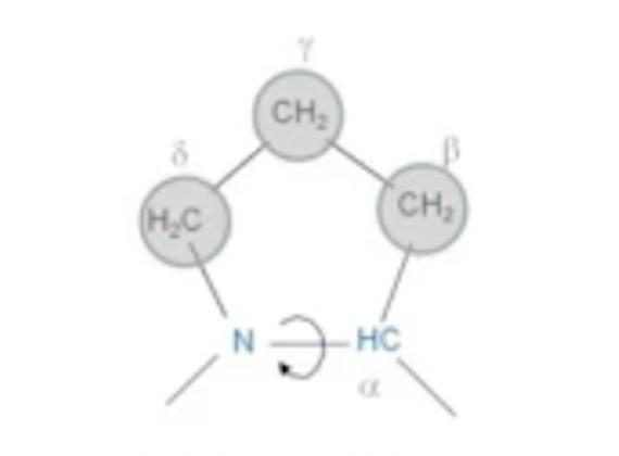 <p>P<br>Non-polar (Aliphatic)<br>Helix breaker, lacks NH hydrogen bond donor</p>