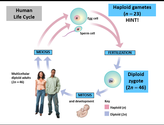 <ul><li><p>Sperm (haploid n=23) fertilizes the Egg (haploid n=23) </p><ul><li><p>Produces a diploid zygote (2n = 46) </p></li></ul></li></ul><p></p>
