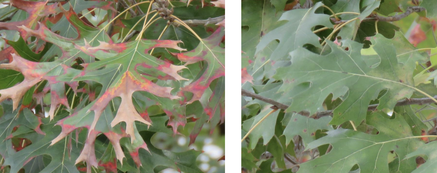 <p>Shade leaves (right) are _, less of a palisade layer, while Sun leaves (left) are _ due to more light and more gas exchange and sugar production, but also smaller and _</p>