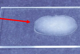 <p>test and result</p>