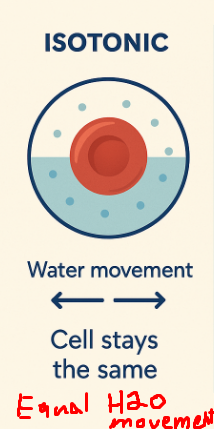 <p>Two compartments have the same solute concentration; no net osmosis occurs (water moves in and out equally).</p>