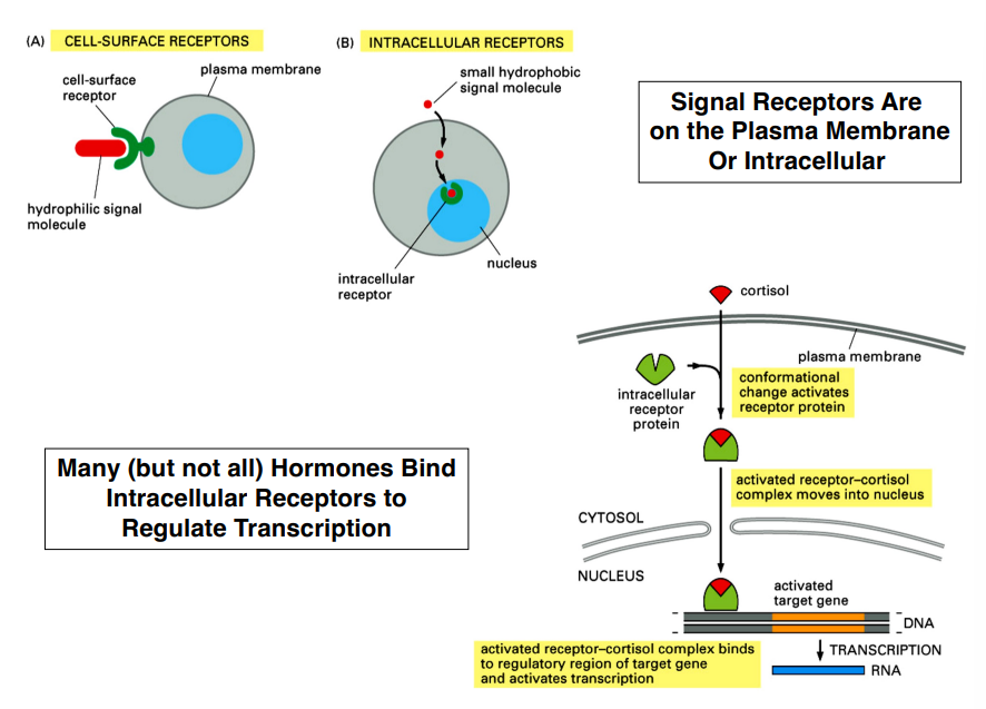 <p><span style="background-color: transparent;"><strong>Where Receptors Are Located</strong></span></p>