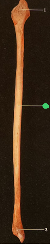 <p>3</p>