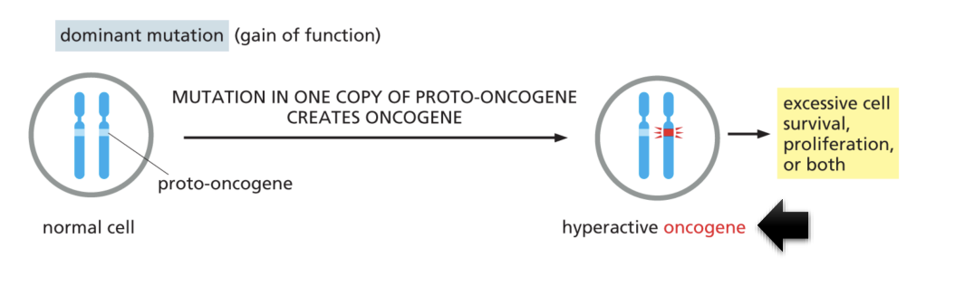 <p>It creates hyperactive oncogene which leads to excessive cell survival, proliferation, or both</p>